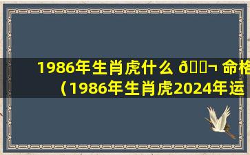 1986年生肖虎什么 🐬 命格（1986年生肖虎2024年运势）